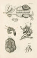The Book of Nature or L'histoire des insectes Pl47 - Jan Swammerdam — artwork view