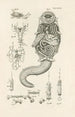 The Book of Nature or L'histoire des insectes Pl49 - Jan Swammerdam — artwork view