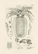 The Book of Nature or L'histoire des insectes Pl50 - Jan Swammerdam — artwork view