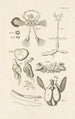 The Book of Nature or L'histoire des insectes Pl52 - Jan Swammerdam — artwork view