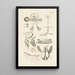 The Book of Nature or L'histoire des insectes Pl52 - Jan Swammerdam — framed artwork on a wall