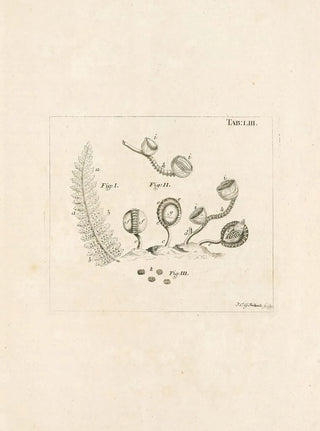 Jan Swammerdam - The book of nature or The history of insects Pl53.webp