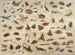 Insectos, batracios, conchas y ratones - Jan van Kessel el Viejo — vista de la obra