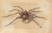 Una Araña - Jan Vincentsz van der Vinne — vista de la obra