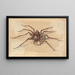 Una Araña - Jan Vincentsz van der Vinne — cuadro enmarcado en la pared