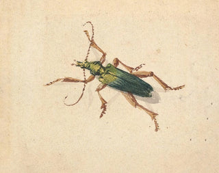 Jan Vincentsz van der Vinne - Green Beetle with Brown Legs.webp