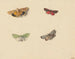 Cuatro mariposas - Jan Weissenbruch — vista de la obra