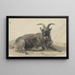 Bouquetin noir couché - Jan van Ravenswaay — cuadro enmarcado en la pared