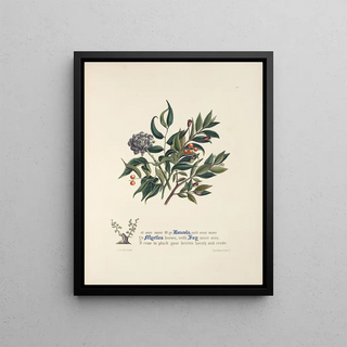 Jane Elizabeth Giraud - Laurels myrtles and ivy.webp