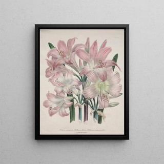 Jane Loudon - Belladonna Lily.webp
