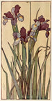 Iris - Jane P. Baker — vista de la obra