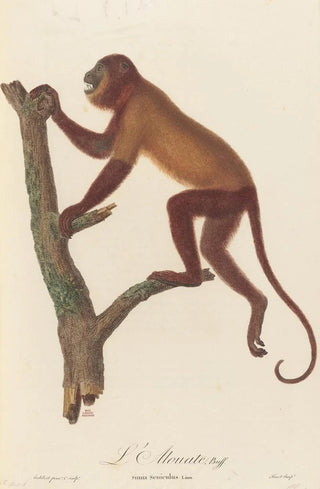 JeanBaptiste Audebert - LAlouate.webp