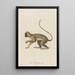 Le Callitriche - Jean-Baptiste Audebert — framed artwork on a wall