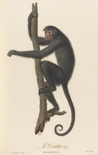 JeanBaptiste Audebert - Le Coaita.webp