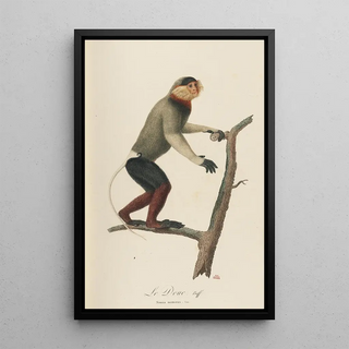 JeanBaptiste Audebert - Le Douc.webp