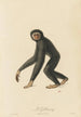 El Gibbon - Jean-Baptiste Audebert — vista de la obra
