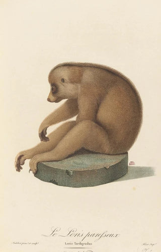 JeanBaptiste Audebert - Le Loris paresseux.webp