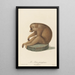 The Lazy Loris - Jean-Baptiste Audebert — framed artwork on a wall