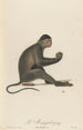El Mangabey - Jean-Baptiste Audebert — vista de la obra