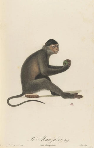 JeanBaptiste Audebert - Le Mangabey.webp