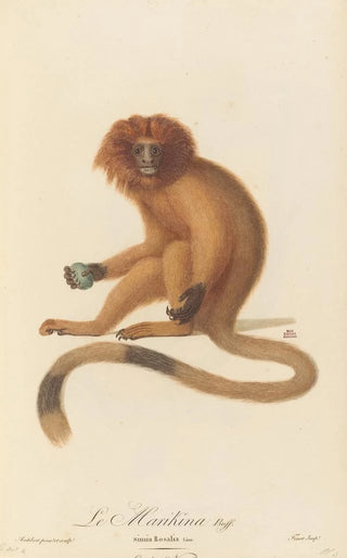 JeanBaptiste Audebert - Le Marikina.webp