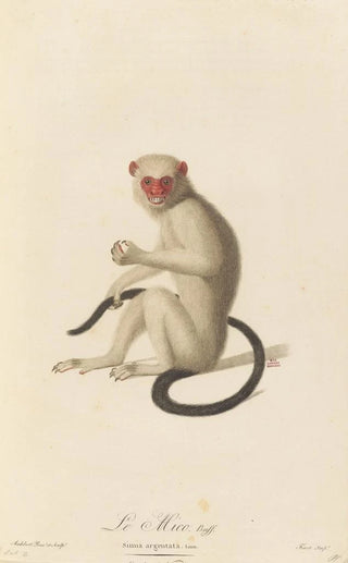 JeanBaptiste Audebert - Le Mico.webp