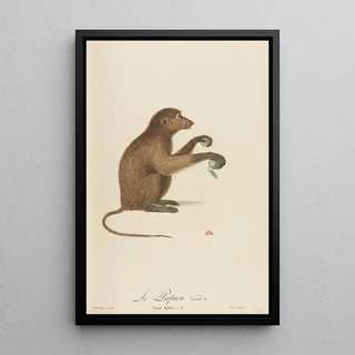 JeanBaptiste Audebert - Le Papion varit B.webp