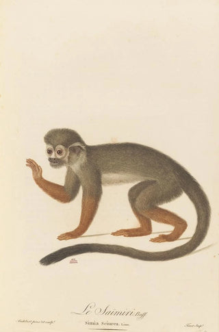 JeanBaptiste Audebert - Le Saimiri.webp