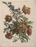 Bouquet - Jean-Baptiste Monnoyer — vista de la obra