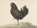 Gallina negra de pie - Jean Bernard — vista de la obra