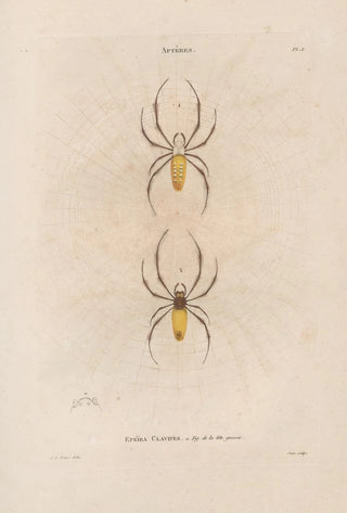 Jean Gabriel Pretre - Insectes recueillis en Afrique et en Amrique Pl02.webp