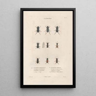 Jean Gabriel Pretre - Insectes recueillis en Afrique et en Amrique Pl06.webp