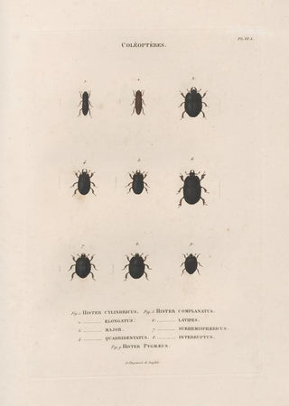 Jean Gabriel Pretre - Insectes recueillis en Afrique et en Amrique Pl11.webp