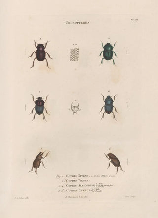 Jean Gabriel Pretre - Insectes recueillis en Afrique et en Amrique Pl15.webp