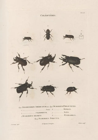 Jean Gabriel Pretre - Insectes recueillis en Afrique et en Amrique Pl17.webp