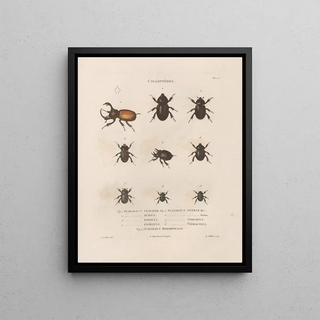 Jean Gabriel Pretre - Insectes recueillis en Afrique et en Amrique Pl18.webp