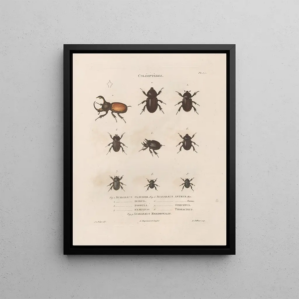 Jean Gabriel Pretre - Insectes recueillis en Afrique et en Amrique Pl18.webp