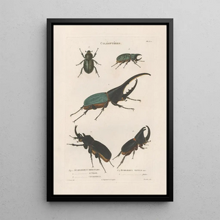 Jean Gabriel Pretre - Insectes recueillis en Afrique et en Amrique Pl19.webp