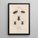 Insectos recolectados en África y en América Pl21 - Jean Gabriel Prêtre — cuadro enmarcado en la pared
