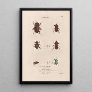 Jean Gabriel Pretre - Insectes recueillis en Afrique et en Amrique Pl22.webp