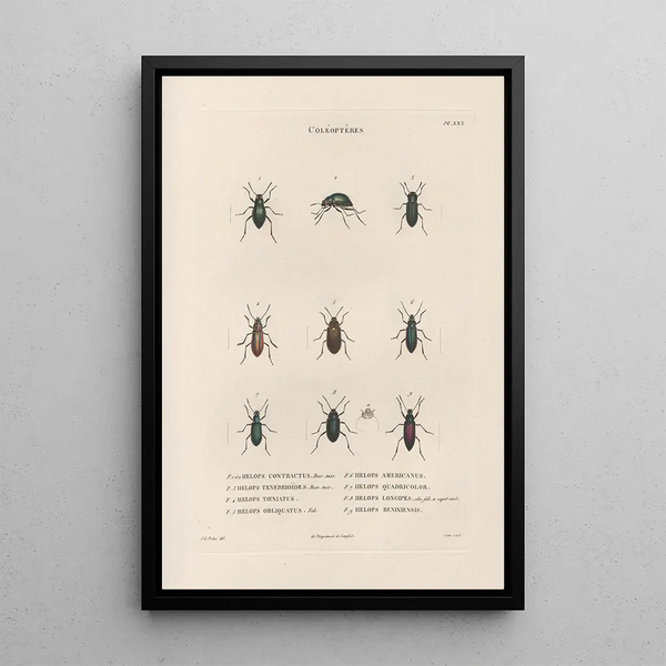 Jean Gabriel Pretre - Insectes recueillis en Afrique et en Amrique Pl27.webp
