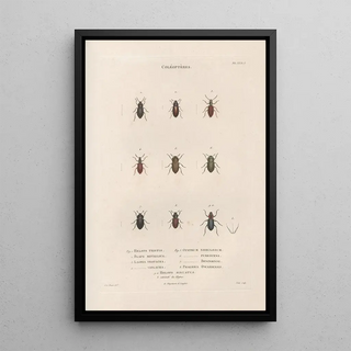 Jean Gabriel Pretre - Insectes recueillis en Afrique et en Amrique Pl28.webp