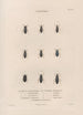 Insectos recolectados en África y en América Pl29 - Jean Gabriel Prêtre — vista de la obra