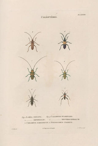 Jean Gabriel Pretre - Insectes recueillis en Afrique et en Amrique Pl35.webp