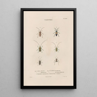 Jean Gabriel Pretre - Insectes recueillis en Afrique et en Amrique Pl35.webp