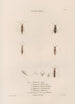 Insectos recolectados en África y en América Pl36 - Jean Gabriel Prêtre — vista de la obra