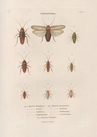 Jean Gabriel Pretre - Insectes recueillis en Afrique et en Amrique Pl37.webp