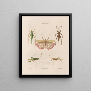 Jean Gabriel Pretre - Insectes recueillis en Afrique et en Amrique Pl42.webp