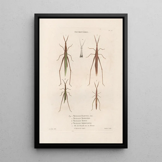 Jean Gabriel Pretre - Insectes recueillis en Afrique et en Amrique Pl43.webp