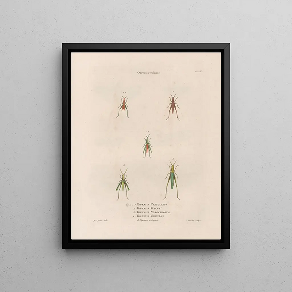 Jean Gabriel Pretre - Insectes recueillis en Afrique et en Amrique Pl44.webp